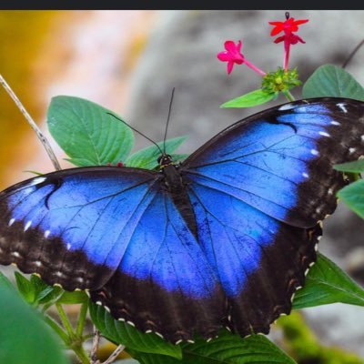 610g_l's profile picture. God is Great.