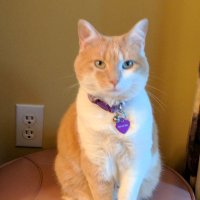 Cheryl L Stelth Warrior πΊπΈπΊπ¦ππ₯₯π΄ππ (@cheryllangus) 's Twitter Profile Photo Cheryl L Stelth Warrior πΊπΈπΊπ¦ππ₯₯π΄ππ (@cheryllangus) 's Twitter Profile Photo