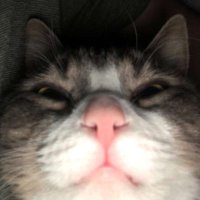 Blade0fSpade (@blade0fs) 's Twitter Profile
