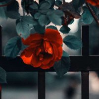 صاحبة المقام الرفيع (@alrfy30463s) 's Twitter Profile