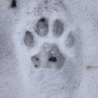 Polarundboreal (@polarundboreal) Twitter profile photo