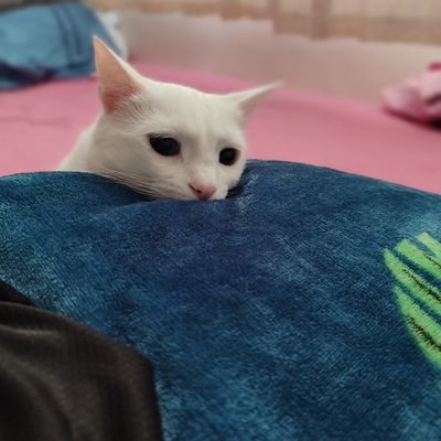 2807_Castro's profile picture. Venezuelan, Estudiante Universitaria. Learning English.