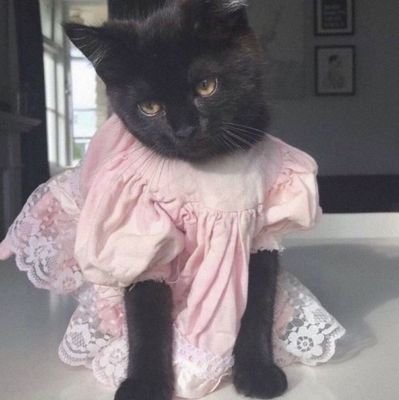 flindykel's profile picture. a certified bed rotter