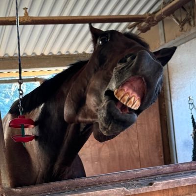 L&D RN 💉| dressage queen wannabe | Salem 🐴 OTTB mare | Lemon & Toast 🐍 royal pythons | Olive 🫒 kitty | 32 | she/her