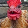 ChizuruMaryan's profile picture. アメリカン千鶴、格ゲー引退、鶏の人工唇発売中。
