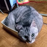 ネコ大好きです 毎日一緒にいます。 (@catslinge) 's Twitter Profile