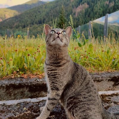 Vladix211Vladix's profile picture. NON SAPREI CONOSCETEMI AAHAHAH