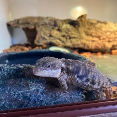 ニシアフ沼にハマり中。ヨロイトカゲ 、ストケス 、トカゲ類も🦎 無言フォロー、いいね失礼します🙂↕️