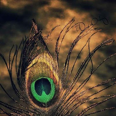 sandhyaraani19's profile picture. 