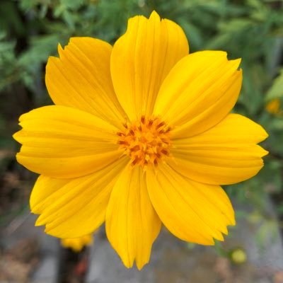 _kmkys's profile picture. 3Dソフト、グラフィックソフトなどの練習進捗など用のアカウント。KMKは昔ゲームセンターで使ってたランキングネーム。無言フォローご容赦ください。精神を患っているので、時々起きてこない。