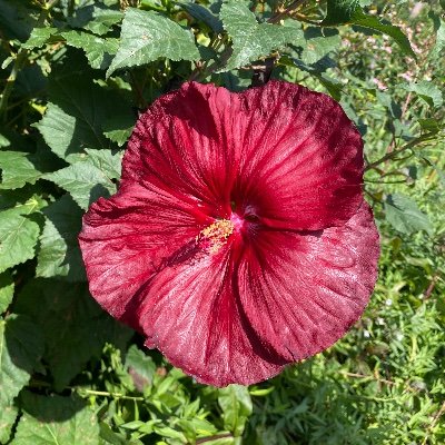 JuneRNVibes's profile picture. 