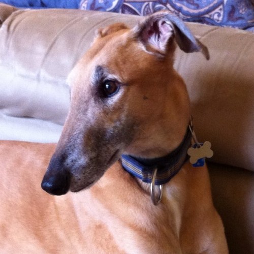 mcrutt's profile picture. 