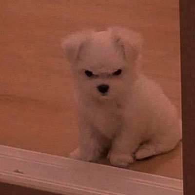 lizzyy_lu's profile picture. swiftie  • 55