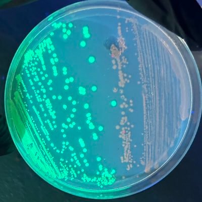 @columbia @igisci you and I are earth 🧬synthetic biology 🧫genetic engineering 🎨 art history