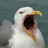 IJmuidenEnzonl's profile image