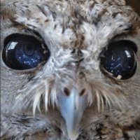Richard Z (@messengerofzeus) 's Twitter Profile
