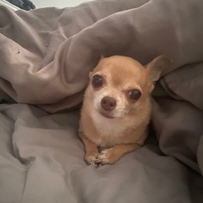 bootgirl45's profile picture. Lover of music. Watcher of sports.