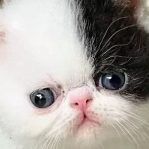 kinotakevillage's profile picture. 保護猫「きのこ」♂とエキゾチック「たけのこ」♂の平和な日常を村長が呟いてます。村人(フォロワー)募集中です。