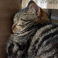 どい (@doiii_chang) 's Twitter Profile