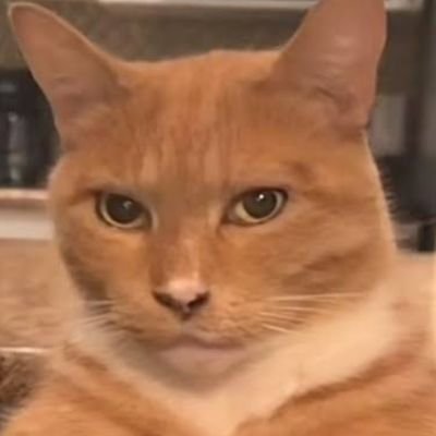 monkeyfella6969's profile picture. 