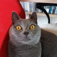akeにゃん (@akecat55) 's Twitter Profile Photo
