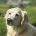 Loabi (@loabi_retriever) Twitter profile photo Loabi (@loabi_retriever) Twitter profile photo