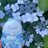 mint_venus