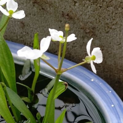 hatuo41's profile picture. 常に体調の悪いHSP.コミュ障おじさん。