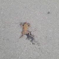 Gregor Dawson (@seerofstone) 's Twitter Profile Photo Gregor Dawson (@seerofstone) 's Twitter Profile Photo