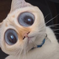 Plit twost (@tuildeo) 's Twitter Profile
