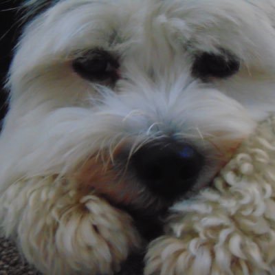 AbiPainCoach's profile picture. Happily married, child-mum, dog-mum and proud Christian. DM=Instant block