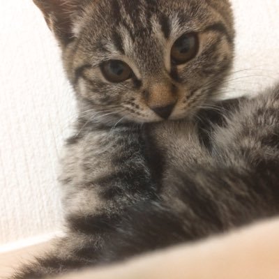 chillmy0524's profile picture. 愛猫3匹/10歳トラ♀,5歳黒♂,3歳白♀/麻雀勉強中/仕事多忙独女/team雷電用アカ（基本的に箱推し）ユニバースの皆様、無言フォロー失礼いたします🐹