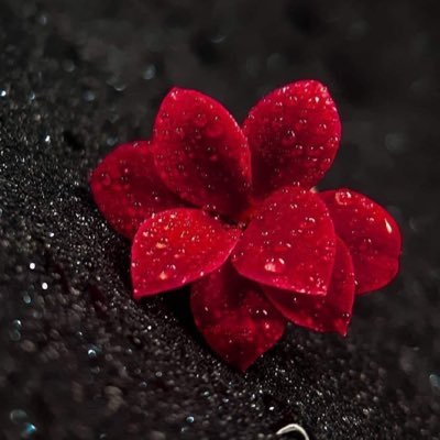 HEid7130's profile picture. لي في الحجاز هوية ومقام وعروبة في جذرها و إمام🤍   يارب اجعل المدينة لي مسكنا ومدفنا ..
