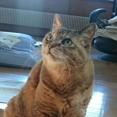 ENT10822179's profile picture. 北海道在住
無言フォロー失礼します