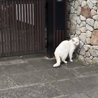 & (@if_iwasu) 's Twitter Profile