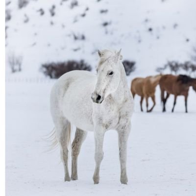 競馬や宝くじすきです。 最近見る用にXのアカウントつくりました。