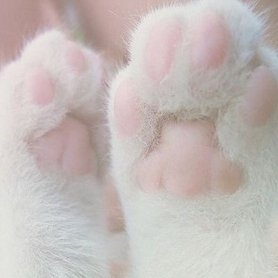 tinykitten50625's profile picture. back to edtwt ฅ^•ﻌ•^ฅ
hw 65/cw 58/lw 55/gw 52