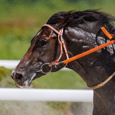 demekeiba113's profile picture. 🐎佐賀競馬場で写真撮ってます🐎 

📷R6 Mark Ⅱ ✕ EF300mm F2.8L IS Ⅱ USM 

写真の保存はご自由にどうぞ!!