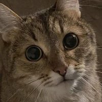 drep (@drepdev) 's Twitter Profile