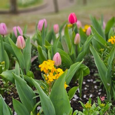 IdentikitThom's profile picture. KakamPinks 💗 at Kapamilya ❤💚💙