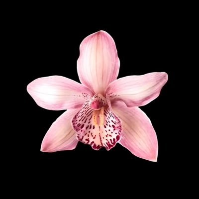 psycho1ic's profile picture. ur fav pisces