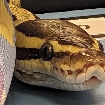 Cosmic_calzone's profile picture. 