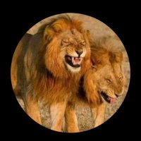 نايف النايف (@nyflnyf) 's Twitter Profile