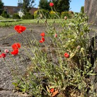Stories Under the Stones (@underthestones) 's Twitter Profile