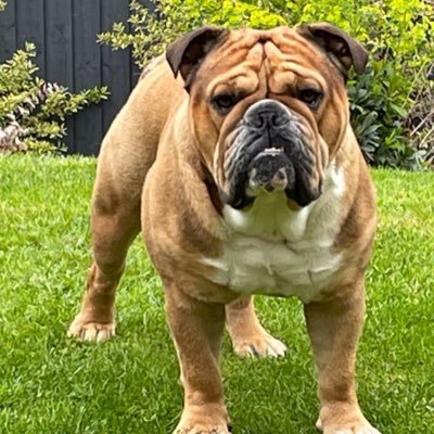 Bulldogs, Wolves season ticket holder🐺 and a repetitive beat