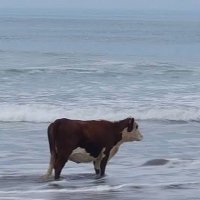 πΊππβ¨π€βοΈπ (@littielights) 's Twitter Profile