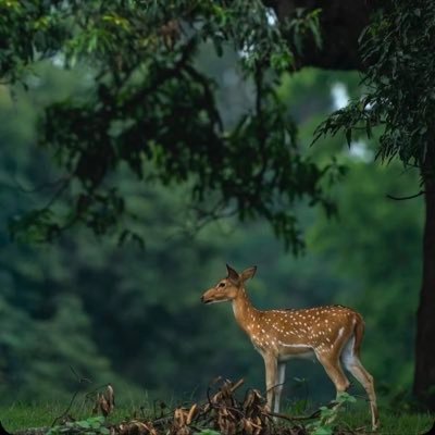 _asdiaries's profile picture. Angel . . .