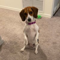 Skye_the_Beagle (@skye_the_beagle) 's Twitter Profile