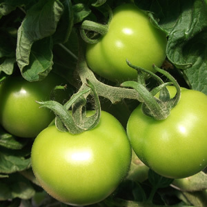 Hydroponics_man's profile picture. Hobbyist hydroponics with polytunnel. Drip systems and nft systems. Grows tomatoes and cucumbers as well as Pak Choi and lettuce.