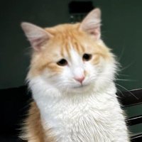 Butt Crack (@adalpedo) 's Twitter Profile